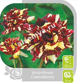 Роза Симсабелла