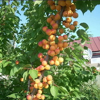 Абрикос колоновидный Принц Март