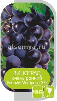 Виноград Ранний Магарача - 372