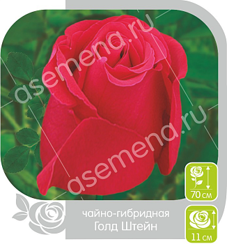 Роза Голд Штейн