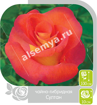 Роза Султан