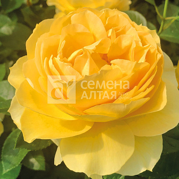 Роза Семирамида/Премиум/Сем Алт/1шт. в коробке