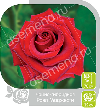 Роза Роял Маджести