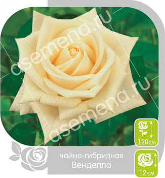 Роза Венделла