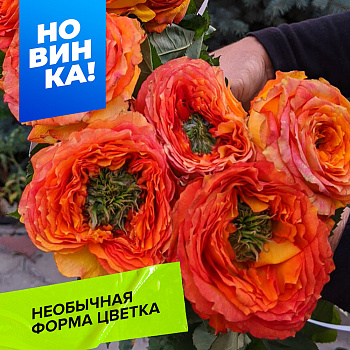 Роза Зелёный остров Самоа/Сем Алт/1шт. в коробке