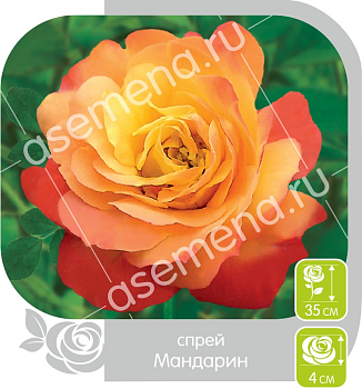 Роза Мандарин