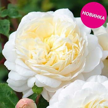 Роза Жасмин Корсе/Премиум/Сем Алт/1шт. в коробке