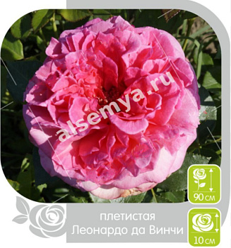 Роза Леонардо да Винчи