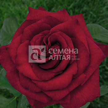 Роза Черная Магия/Сем Алт/1шт. в коробке