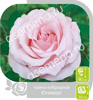 Роза Юниверс