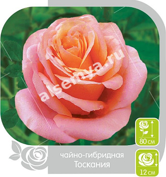 Роза Тоскания