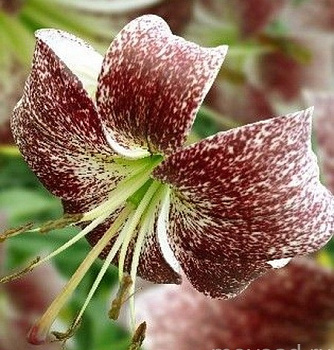 Лилия Пурпл Лайф