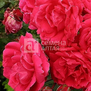 Роза Джеффри/Сем Алт/1шт. в коробке