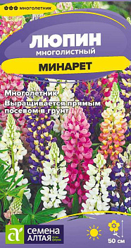 Цветы Люпин Минарет/Сем Алт/цп 0,3 гр. многолетник