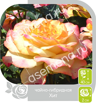 Роза Хит