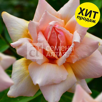 Роза Стелла магна/Сем Алт/1шт. в коробке