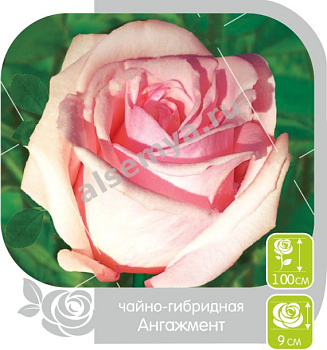Роза Ангажемент