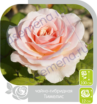 Роза Тимелис