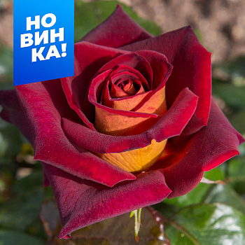 Роза Эдди Митчел/Сем Алт/1шт. в коробке