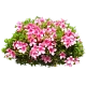 Цветы разные (многолетние)