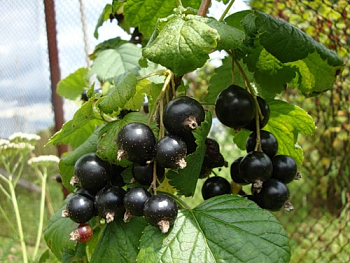 Смородина черная Лентяй