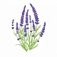 Лаванда