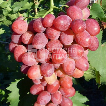 Виноград София/Сем Алт/1 шт. в коробке
