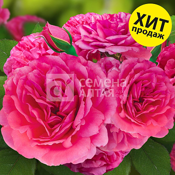 Роза Рапунцель/Премиум/Сем Алт/1шт. в коробке