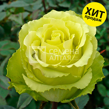 Роза Зеленый чай/Сем Алт/1шт. в коробке