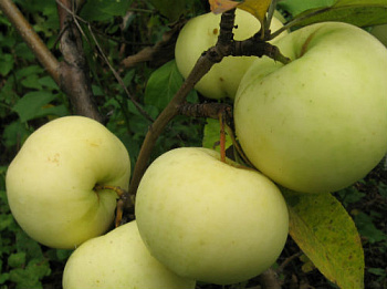 Яблоня Феникс Алтайский
