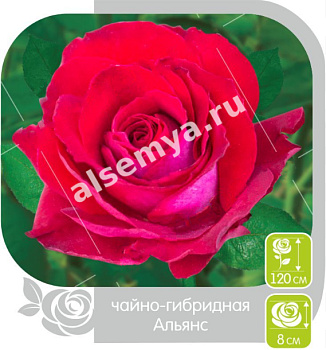 Роза Альянс