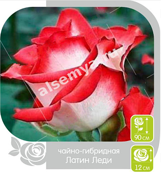 Роза Латин Леди