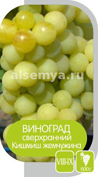 Виноград Кишмиш Жемчужина