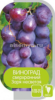 Виноград Заря Несветая