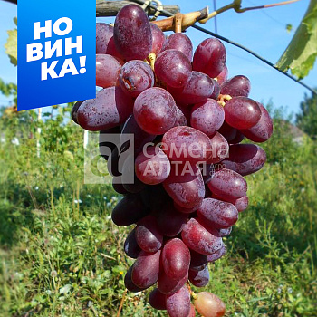 Виноград Эталон/Сем Алт/1шт. в коробке