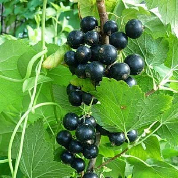 Смородина черная Калиновка