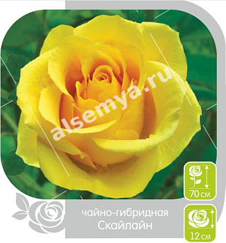 Роза Скайлайн
