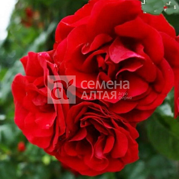 Роза Энцелад/Сем Алт/1шт. в коробке