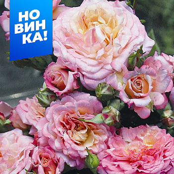 Роза Кантри Гёрл/Сем Алт/1шт. в коробке