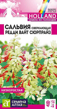 Цветы Сальвия Редди Вайт Сюрпрайз сверкающая/Сем Алт/цп 5 шт. ГОЛЛАНДИЯ