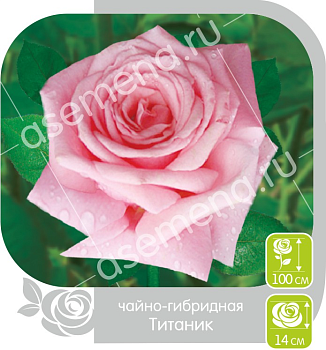 Роза Титаник