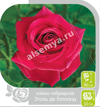 Роза Этоль Де Голланд