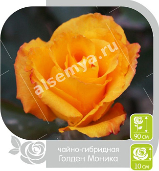 Роза Голден Моника