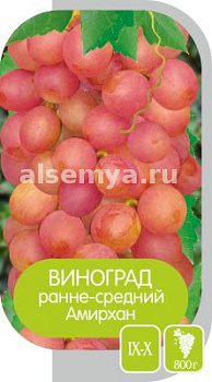 Виноград Амирхан