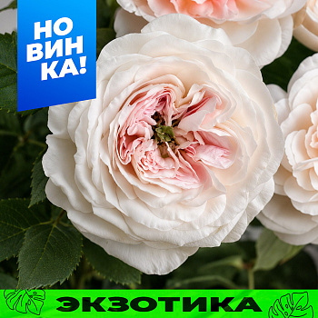 Роза Чарити/Сем Алт/1шт. в коробке