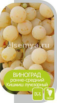 Виноград Кишмиш Лучезарный