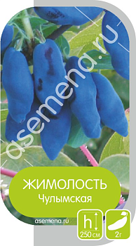 Жимолость Чулымская