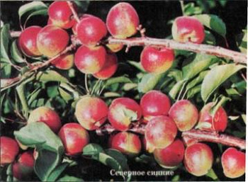 Абрикос Северное Сияние