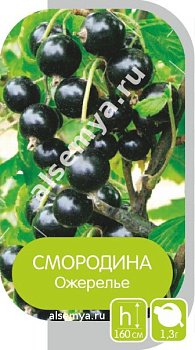 Смородина черная Ожерелье