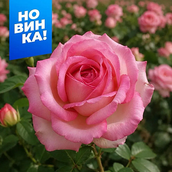 Роза Оноре де Бальзак/Сем Алт/1шт. в коробке